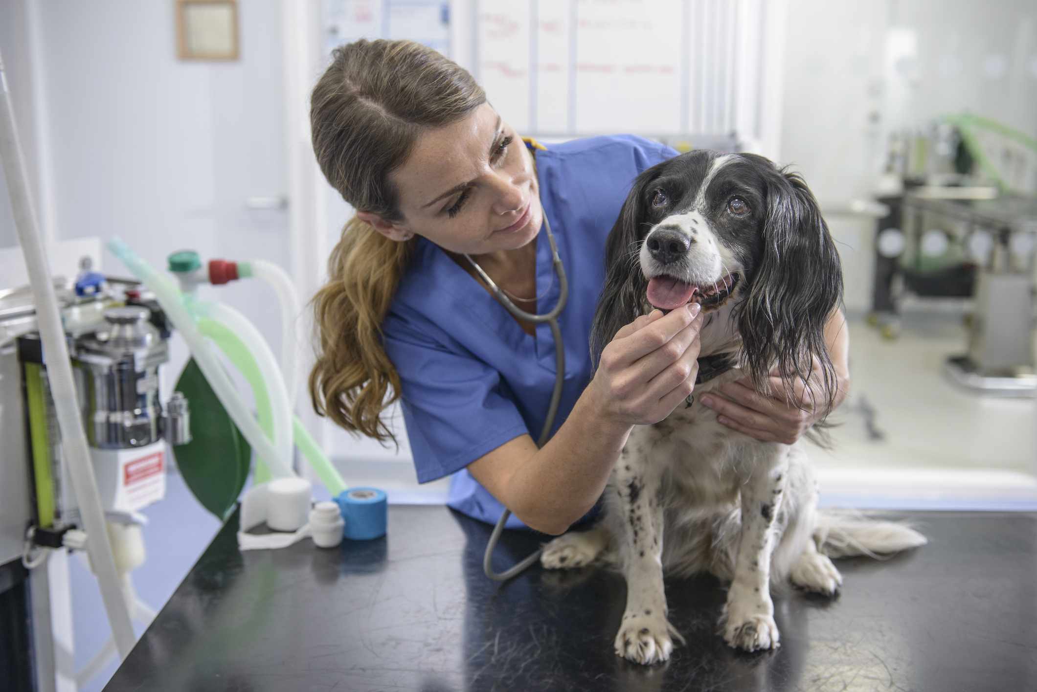 A vet inspects a dog's mouth.